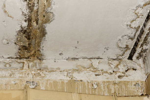 Best Water damage restoration insurance claims  in Beverly Hills, MI